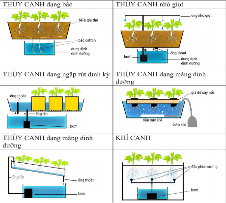 Đặc điểm kỹ thuật, cách sắp xếp và vận hành các loại vườn thủy canh và khí canh (nguồn vi.wikipedia.org)