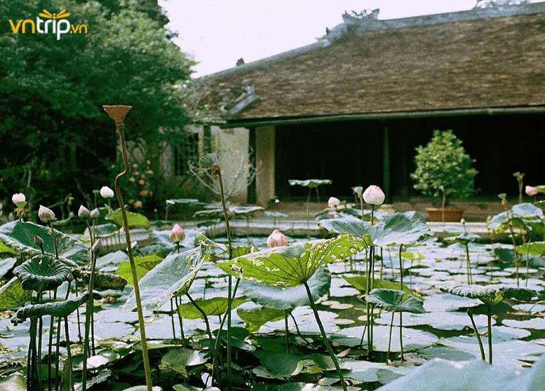 Hình 1 Vườn nhà ở truyền thống với hồ sen gần gũi mộc mạc ©Internet